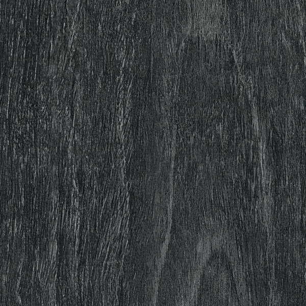 FC68 Moor Acacia